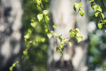 Birch branches with new leaves in the forest. Selective focus.