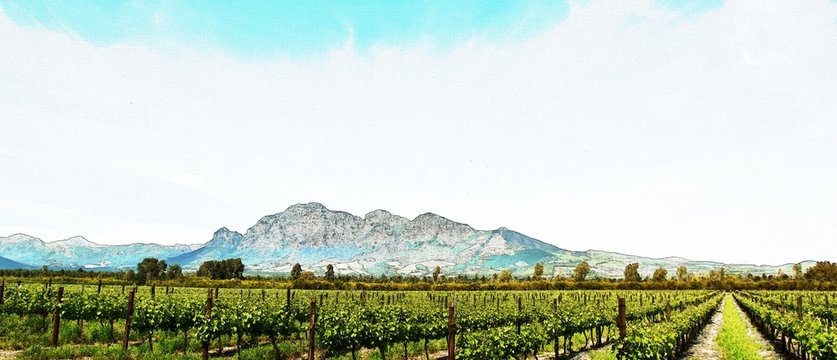 Landscape with vineyards in spring green and Mountains in the background