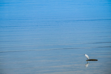 The white bird stood lonely on the coast on a day with calm waves and clear skies.