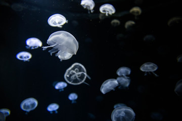 Obraz na płótnie Canvas blue jellyfish in water