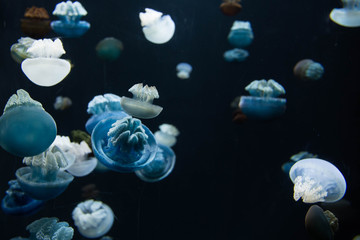 blue jellyfish in water
