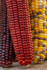 Colorful Indian Corn cobs 