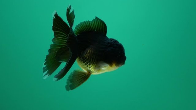 Goldfish swimming  green blackground , slow motion