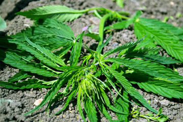 Green hemp leaves lie on the road 