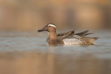 Garganey