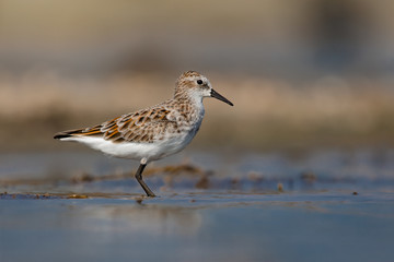 Little Stint