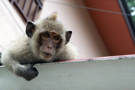 Wildlife photography. Portrait of a cute monkey sitting on the roof and looking at the camera 
