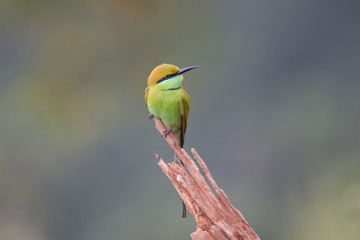Green Bee-eater