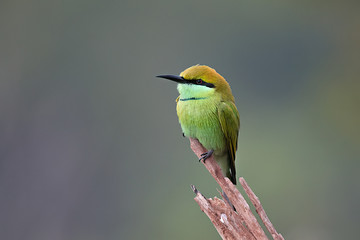 Green Bee-eater