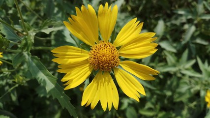 Close up of beautiful yellow coloured  indian sunflower