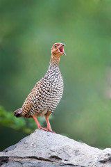 Painted Francolin