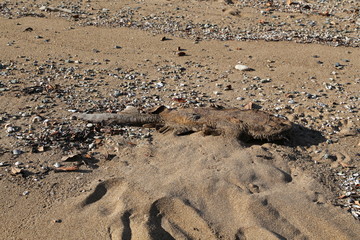 Dead sea creature on a beach in Queensland Australia