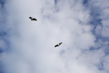 White-bellied sea eagle in Queensland Australia