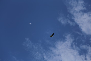 White-bellied sea eagle in Queensland Australia flying to the moon