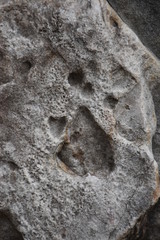 Fossil Rock