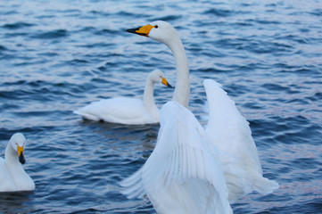 Obraz premium 屈斜路湖の白鳥 