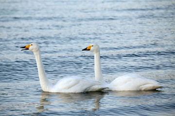 屈斜路湖の白鳥