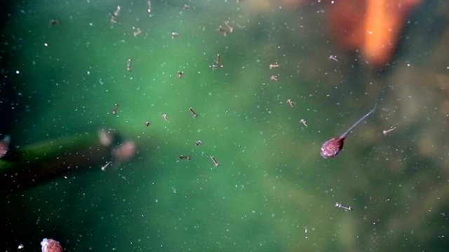 toad and tadpole and mosquito larva in green nature background, find any food in water1