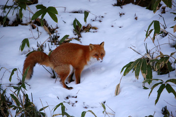 雪上のキタキツネ	