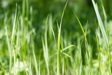 Background of young emerald grass.