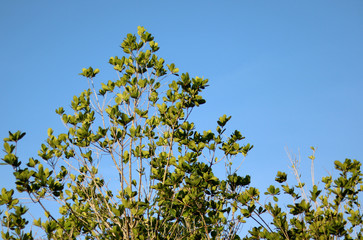 Fresh green tree with blue sky background.