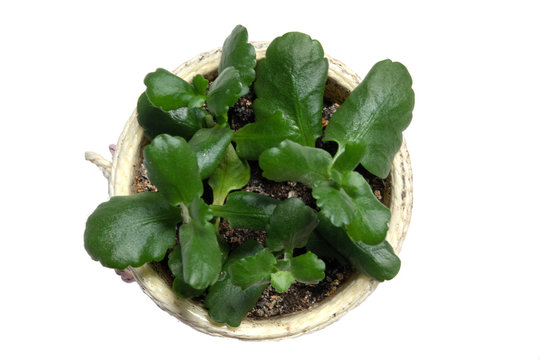 Kalanchoe Flower tropical succulent plant ornamental houseplant - isolated over white background
