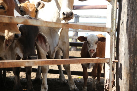 Young Bulls On A Farm, Cattle In Queensland, Australia