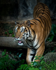 Photos of tiger naturally.