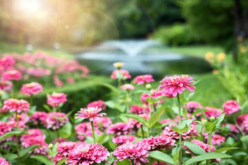Zinnia Violacea Cav pink flower