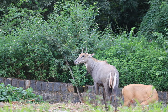 Nilgai blue cow image and wallpaper.Nilgai Antelope, Boselaphus Tragocamelus, standing in zoo