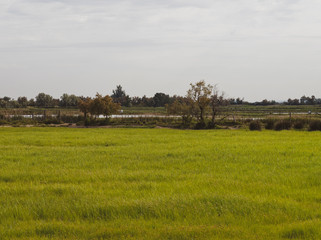 Fototapeta premium Sous le ciel de Camargue