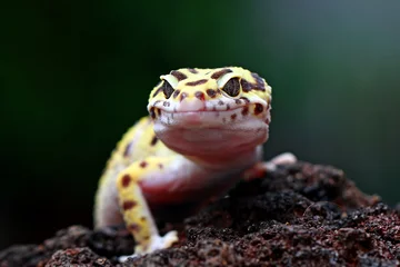 Fotobehang leopard gecko, tokay gecko © Opayaza