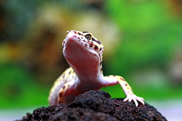 leopard gecko, tokay gecko