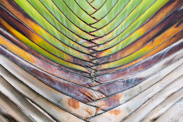 colorful palm leaf. tropical plants. unusual textures. pattern