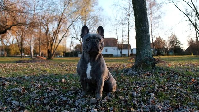 French bulldog in autumn park low angle view
