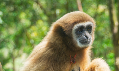 monkey sitting on a tree. monkey in the jungle. suspicious monkey. monkey eyes. tropical animals	