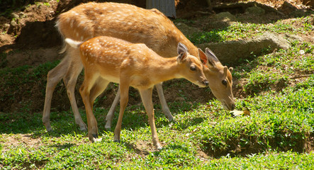 Naklejka na ściany i meble fallow deer in the forest. little fawn with his mom. deer couple in the rainforest