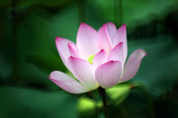 Obraz premium A pink and outstandingly full bloom lotus