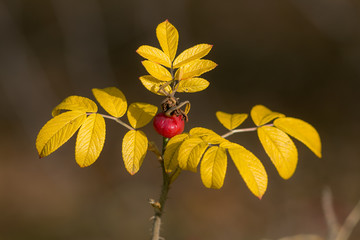 rosehip bush with yellow leaves