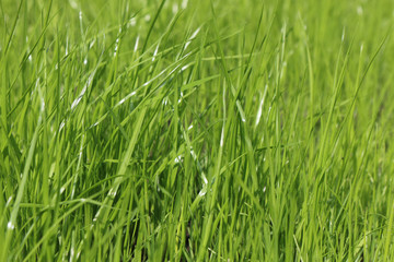 Fototapeta na wymiar green grass lawn close up