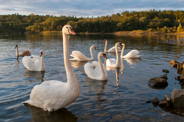 white swans on an autumn lake on a sunny day