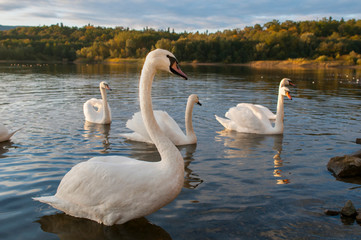 Fototapeta premium white swans on an autumn lake on a sunny day