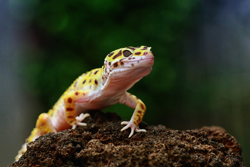 leopard gecko, tokay gecko