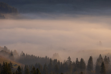 Beautiful autumn scenic panorama of foggy Carpathian mountains at early morning. Spruce forest, covered with fog on mountain hills.