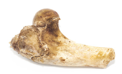 Animal bones isolated on white background. leftover food closeup