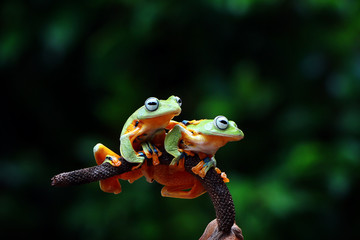 flying tree frog, rhacophorus reinwardtii, wallace frog