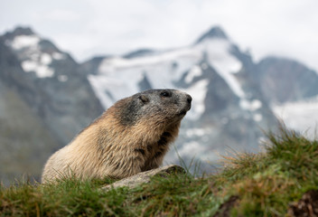 Murmeltier (Marmota) in den Alpen