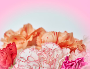 soft and air carnation flowers on light filtered background, space for text