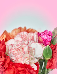 soft and air carnation flowers on light filtered background, space for text