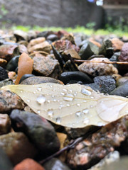 Water calmly resting on leaf